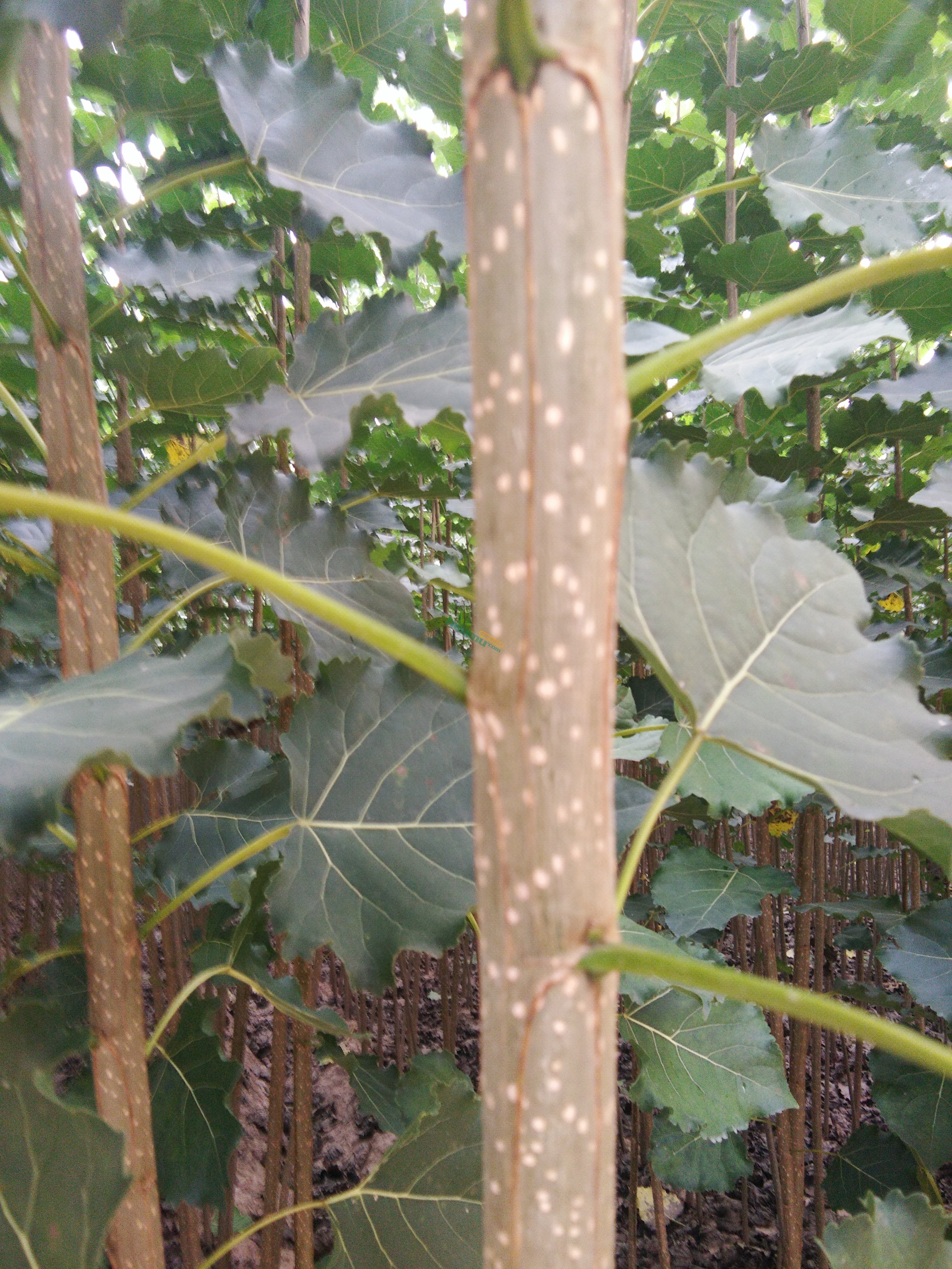 临清市万绿杨树苗//107杨树苗//种条